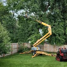 Best Tree Maintenance Programs  in Brodhead, WI